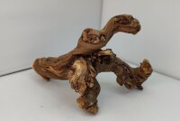 Aquarienwurzel Weinrebe WR7