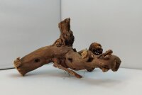 Aquarienwurzel Weinrebe WR7