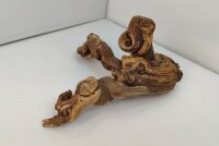 Aquarienwurzel Weinrebe WR8