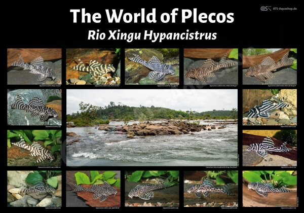 Poster: The World of Plecos &ndash; Rio Xingu Hypancistrus