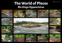 Poster: The World of Plecos &ndash; Rio Xingu Hypancistrus