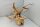 Spiderwood Aquarienwurzel Moorwurzel SR88 ca. 55x36x32 cm