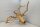 Spiderwood Aquarienwurzel Moorwurzel SR88 ca. 55x36x32 cm