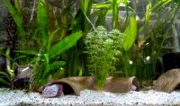 Axolotl H&ouml;hle gebogener Tunnel