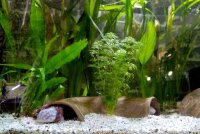 Axolotl H&ouml;hle gebogener Tunnel