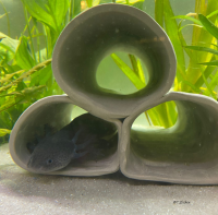 Axolotl H&ouml;hle Turm 3 R&ouml;hren 6-7 cm &Oslash;