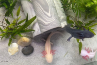 Axolotl H&ouml;hle Turm 3 R&ouml;hren 6-7 cm &Oslash;