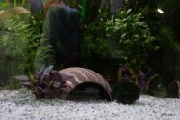 Axolotl H&ouml;hle Toreingang 18 cm &Oslash; Iglu-H&ouml;hle