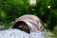 Axolotl H&ouml;hle Toreingang 18 cm &Oslash; Iglu-H&ouml;hle