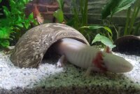 Axolotl H&ouml;hle Toreingang 18 cm &Oslash; Iglu-H&ouml;hle