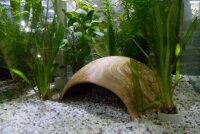 Axolotl H&ouml;hle Toreingang 18 cm &Oslash; Iglu-H&ouml;hle