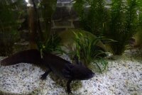 Axolotl H&ouml;hle Toreingang 18 cm &Oslash; Iglu-H&ouml;hle