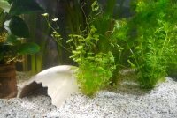 Axolotl H&ouml;hle "Ei"