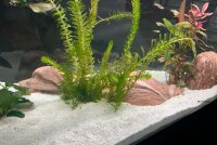 Axolotl H&ouml;hle "Ente"