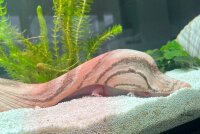 Axolotl H&ouml;hle "Ente"