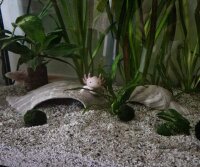 Axolotl H&ouml;hle "Ente"