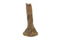 Garnelenstamm 10 cm