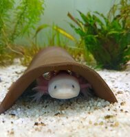 Axolotl H&ouml;hle Tunnel 23-25 cm