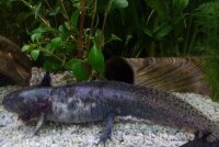 Axolotl H&ouml;hle Tunnel 23-25 cm