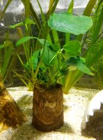 Pflanzenhalter f&uuml;r Aquarienpflanzen Einzels&auml;ule