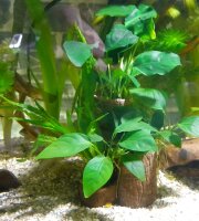 Pflanzenhalter f&uuml;r Aquarienpflanzen 3er-S&auml;ule