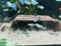 Versteck f&uuml;r Panzerwelse Unterstand f&uuml;r Corydoras