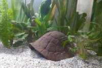 Axolotl H&ouml;hle Schildkr&ouml;tenpanzer "Morla"