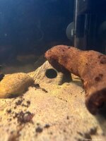 Steinh&ouml;hle Iglu-H&ouml;hle ca. 9-11 cm f&uuml;r Apistogramma