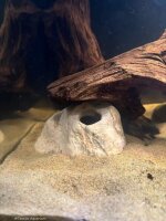 Steinh&ouml;hle Iglu-H&ouml;hle ca. 9-11 cm f&uuml;r Apistogramma