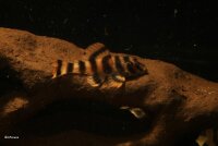 Welsh&ouml;hle Versteckstein klein f&uuml;r Jungwelse,...