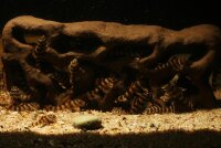 Welsh&ouml;hle Versteckstein klein f&uuml;r Jungwelse, Garnelen