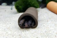 Welsh&ouml;hle offen 20 mm &Oslash; L&auml;nge 9-10 cm